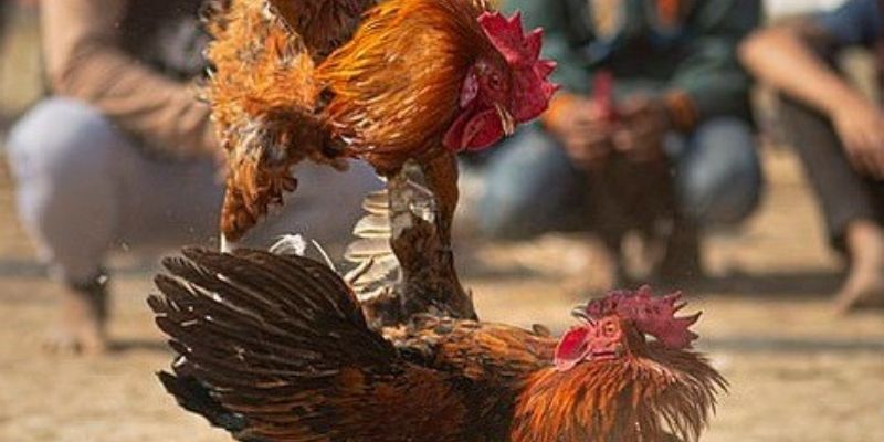Hiểu rõ hơn về thuật ngữ đá gà tại nhà cái