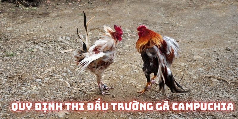 Những điều khoản hội viên nắm vững khi tham gia tại trường gà Campuchia