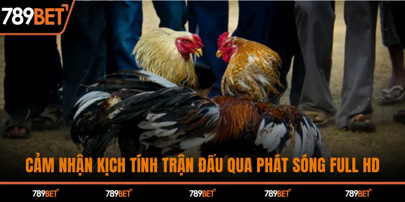 Cảm nhận kịch tính trận đấu qua phát sóng full HD
